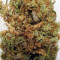 Amnesia Mac Ganja (Kera Seeds) Cannabis-Samen