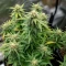 Auto White Widow XXL (00 Seeds)