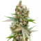 Banana Sapphire Samen feminisiert (Humboldt Seeds Organization)