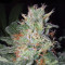 Big Bud (Seedstockers) Cannabis-Samen