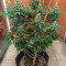 Bruce Banner #3 (BlimBurn Seeds) Cannabis-Samen