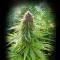 ErdPurt (Ace Seeds) Cannabis-Samen