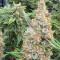Godzilla Cookies Auto feminisierte Samen (Herbies Seeds)