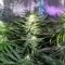 Gorilla Ice Cream (Expert Seeds) Cannabis-Samen