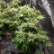 Gorilla Z (Big Head Seeds) Cannabis-Samen