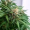 K.C. 48 Auto (K.C. Brains Seeds) Cannabis-Samen