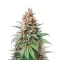Leda Uno (K.C. Brains Seeds) Cannabis-Samen