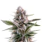 Mendo Guava Auto (Fast Buds)