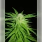 Permanent Marker (Blimburn Seeds)