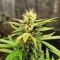 Royal Purple Kush Auto (Emerald Triangle Seeds) Cannabis-Samen