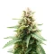 Royal Purple Kush Auto (Emerald Triangle Seeds) Cannabis-Samen