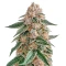 Skunk (Zambeza Seeds) Cannabis-Samen