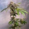 Super Lemon Haze x GMO (GHS)