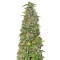 THC Pro (Big Head Seeds) Cannabis-Samen