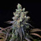 Z (Blackskull Seeds) Cannabis-Samen