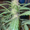Watermelon Z Auto Samen feminisiert (Barney's Farm)