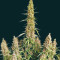 Wedding Glue Auto feminisierte Samen (Seedstockers)