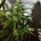 White Cheese Auto (Sumo Seeds) Cannabis-Samen