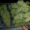 Deep Cheese (Dinafem Seeds) Cannabis-Samen