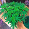 Hawaii Maui Waui (Nirvana Seeds) Cannabis-Samen