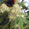 Auto Blueberry (Dutch Passion) Cannabis-Samen
