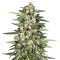 Jack Herer Auto (Auto JH) (Original Sensible Seeds) Cannabis-Samen