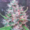 Bruce Banner #3 (Big Head Seeds) Cannabis-Samen