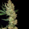 Buddha Magnum Auto regular (Buddha Seeds) Cannabis-Samen