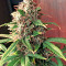 Ese T. Bilbo Auto (Genehtik Seeds) Cannabis-Samen