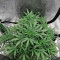 Girl Scout Cookies (Big Head Seeds) Cannabis-Samen