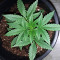 Girl Scout Cookies (Big Head Seeds) Cannabis-Samen