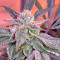 Gorilla Cookies (Big Head Seeds) Cannabis-Samen