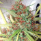 Honduras Regular (Ace Seeds) Cannabis-Samen