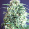 Kripple Roulette (Dr. Krippling Seeds) Cannabis-Samen