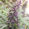 Malawi x PCK (Ace Seeds) Cannabis-Samen