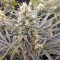 Malawi x Panama (Ace Seeds) Cannabis-Samen