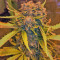 Northern Cheese Haze Auto (Mephisto Genetics) Cannabis-Samen