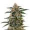 Purple Punch Autoflower (Seedstockers) Cannabis-Samen