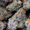 Purple Punch (Big Head Seeds) Cannabis-Samen