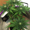 Ruderalis Skunk regular (Sensi Seeds) Cannabis-Samen