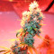 Ruderalis Skunk regular (Sensi Seeds) Cannabis-Samen