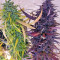 Thai Chi (Ace Seeds) Cannabis-Samen