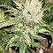 White Critical (White Widow +) (Original Sensible Seeds) Cannabis-Samen