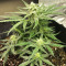 Auto Gelato (Female Seeds) Cannabis-Samen