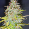 Candy Kush Auto (Auto Seeds) Cannabis-Samen