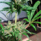 Pure Kush (GHS) Cannabis-Samen
