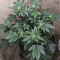 Kaufe Blackberry Moonrocks Samen feminisiert von AlphaFem Seeds