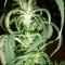 West Coast O.G. Auto (Fast Buds) Cannabis-Samen zu verkaufen