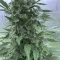 Eleven Roses (Delicious Seeds) Cannabis-Samen zu verkaufen