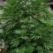 Eleven Roses (Delicious Seeds) Cannabis-Samen zu verkaufen